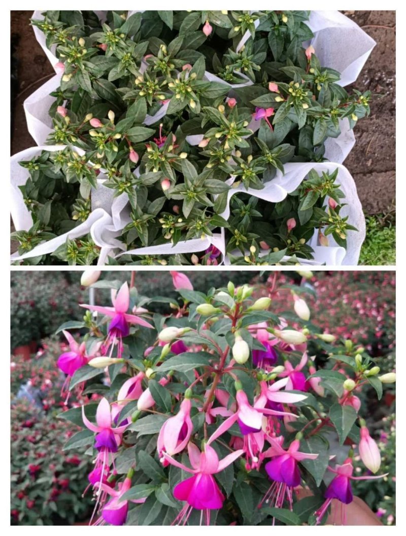 灯笼花倒挂金钟基地直发发货量大优惠货源充足颜色多
