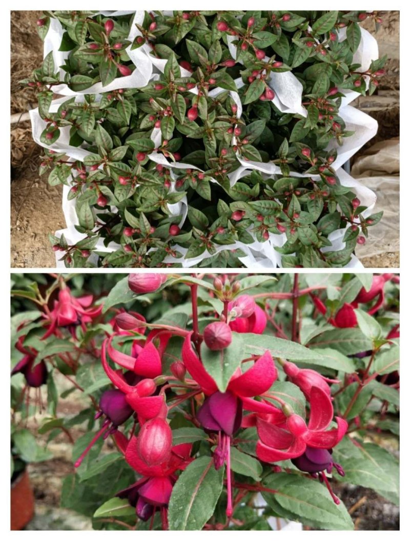 灯笼花倒挂金钟基地直发发货量大优惠货源充足颜色多
