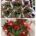 灯笼花倒挂金钟基地直发发货量大优惠货源充足颜色多