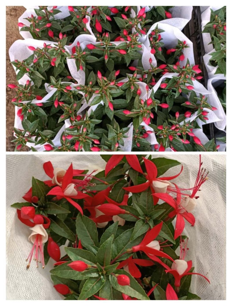 灯笼花倒挂金钟基地直发发货量大优惠货源充足颜色多