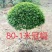 独杆小叶女贞造型树球形树庭院别墅小区绿化苗木四季常青