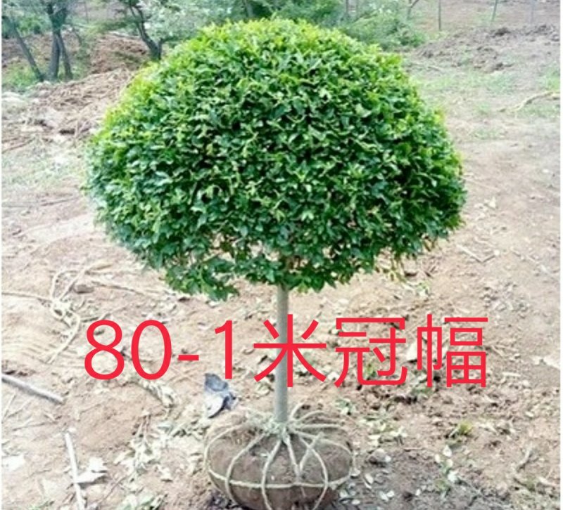 独杆小叶女贞造型树球形树庭院别墅小区绿化苗木四季常青