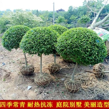 独杆小叶女贞造型树球形树庭院别墅小区绿化苗木四季常青