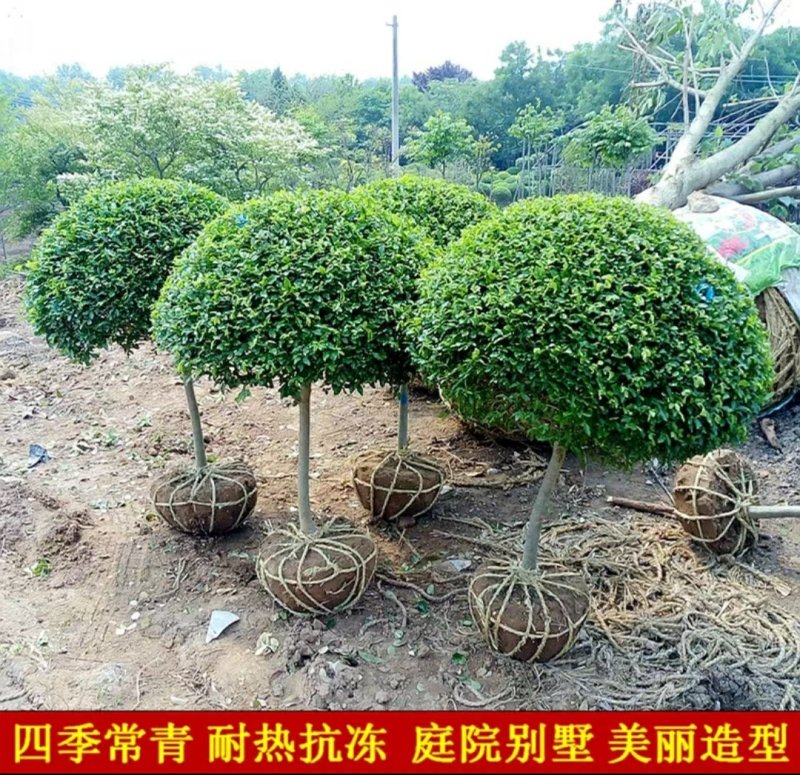 独杆小叶女贞造型树球形树庭院别墅小区绿化苗木四季常青