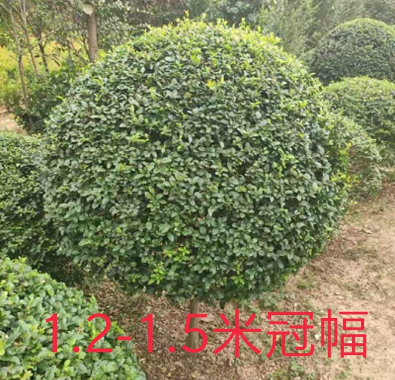 独杆小叶女贞造型树球形树庭院别墅小区绿化苗木四季常青