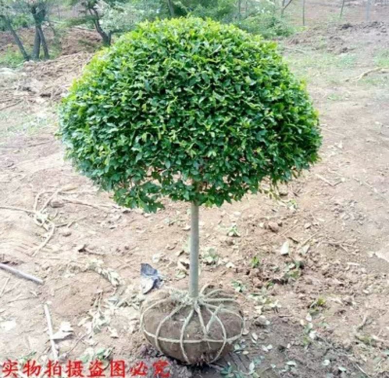 独杆小叶女贞造型树球形树庭院别墅小区绿化苗木四季常青