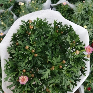 玛格丽特菊基地自产直发货颜色多品相好量大优惠