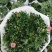 玛格丽特菊基地自产直发货颜色多品相好量大优惠