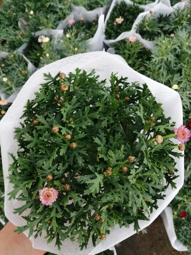 玛格丽特菊基地自产直发货颜色多品相好量大优惠