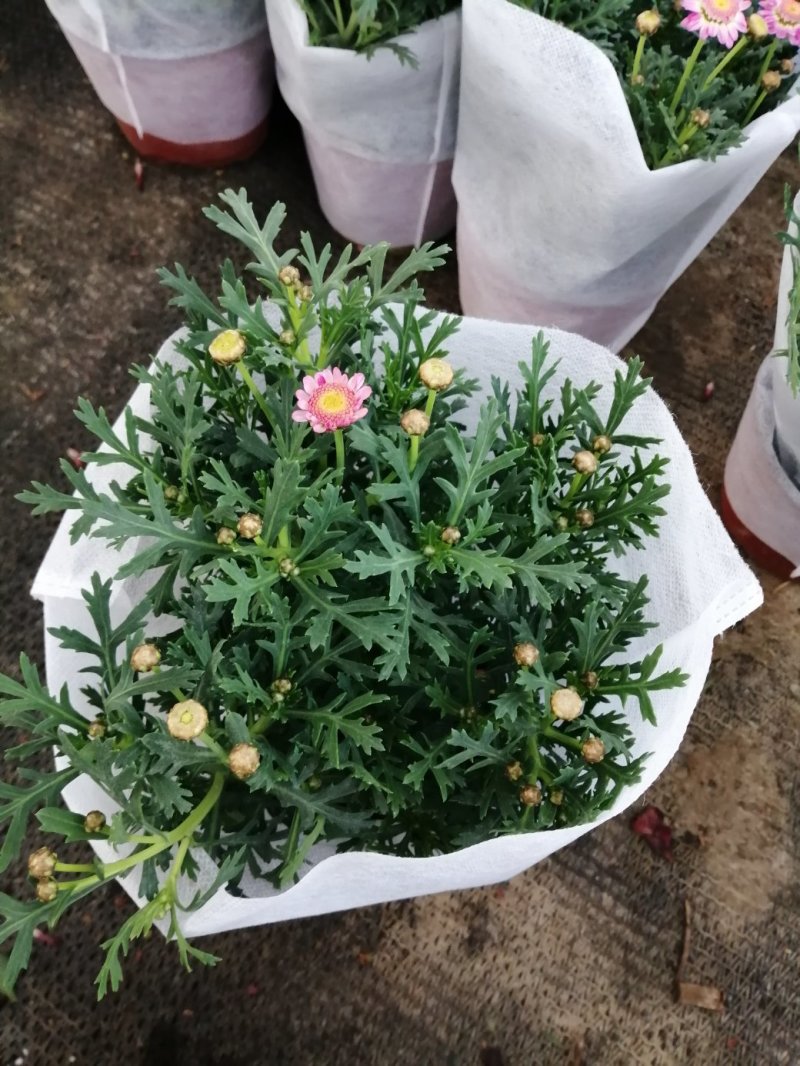 玛格丽特菊基地自产直发货颜色多品相好量大优惠