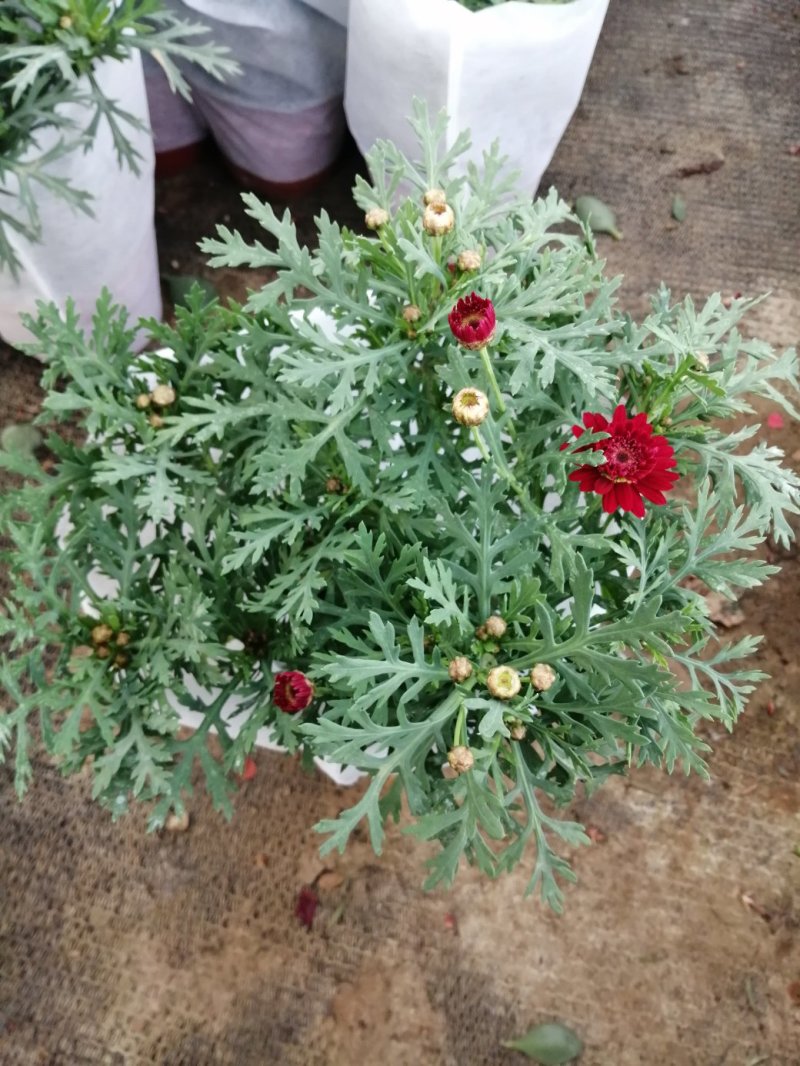 玛格丽特菊基地自产直发货颜色多品相好量大优惠