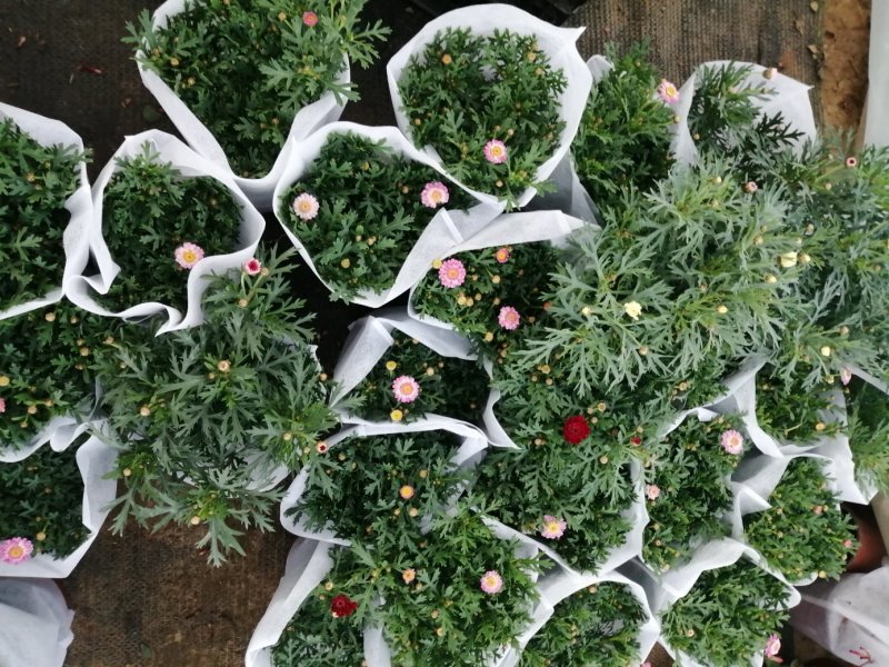 玛格丽特菊基地自产直发货颜色多品相好量大优惠
