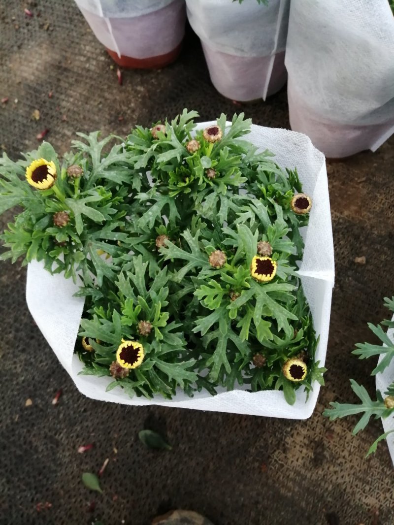 玛格丽特菊基地自产直发货颜色多品相好量大优惠