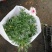 玛格丽特菊基地自产直发货颜色多品相好量大优惠