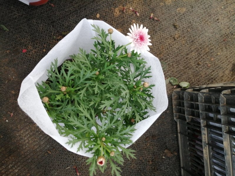 玛格丽特菊基地自产直发货颜色多品相好量大优惠