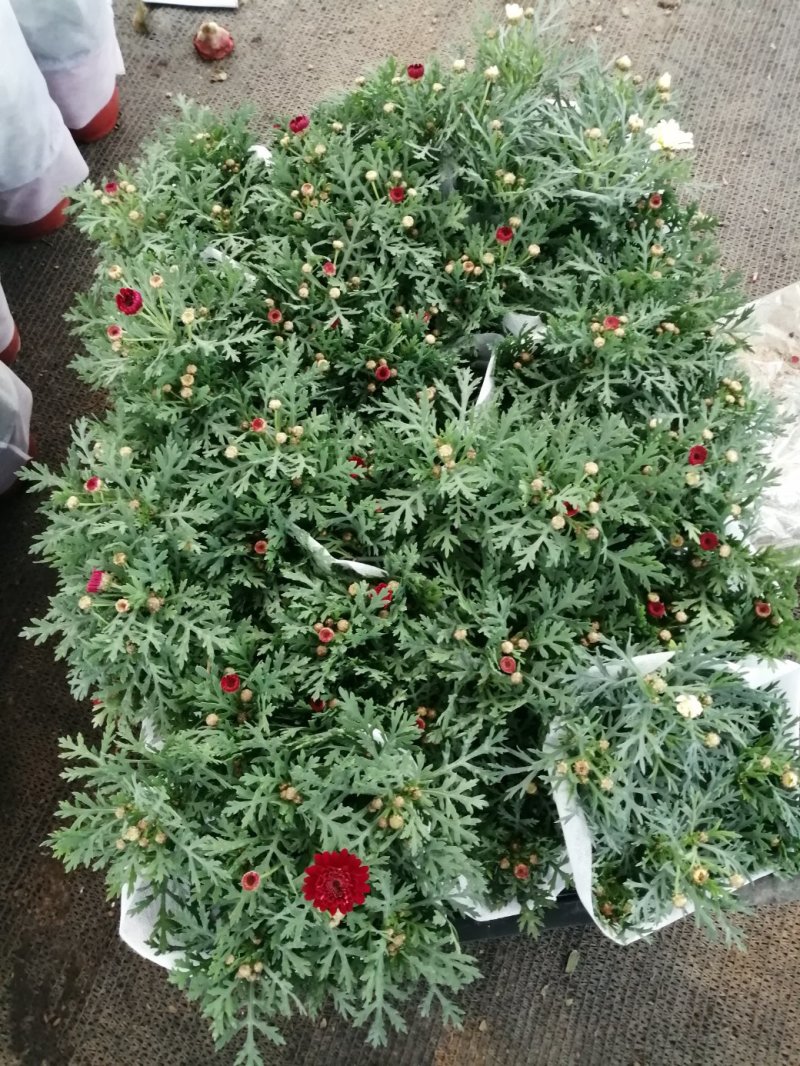 玛格丽特菊基地自产直发货颜色多品相好量大优惠