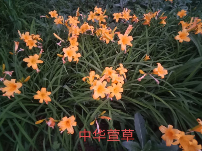 精品萱草欢迎各位老板进店选购工地绿化抗寒