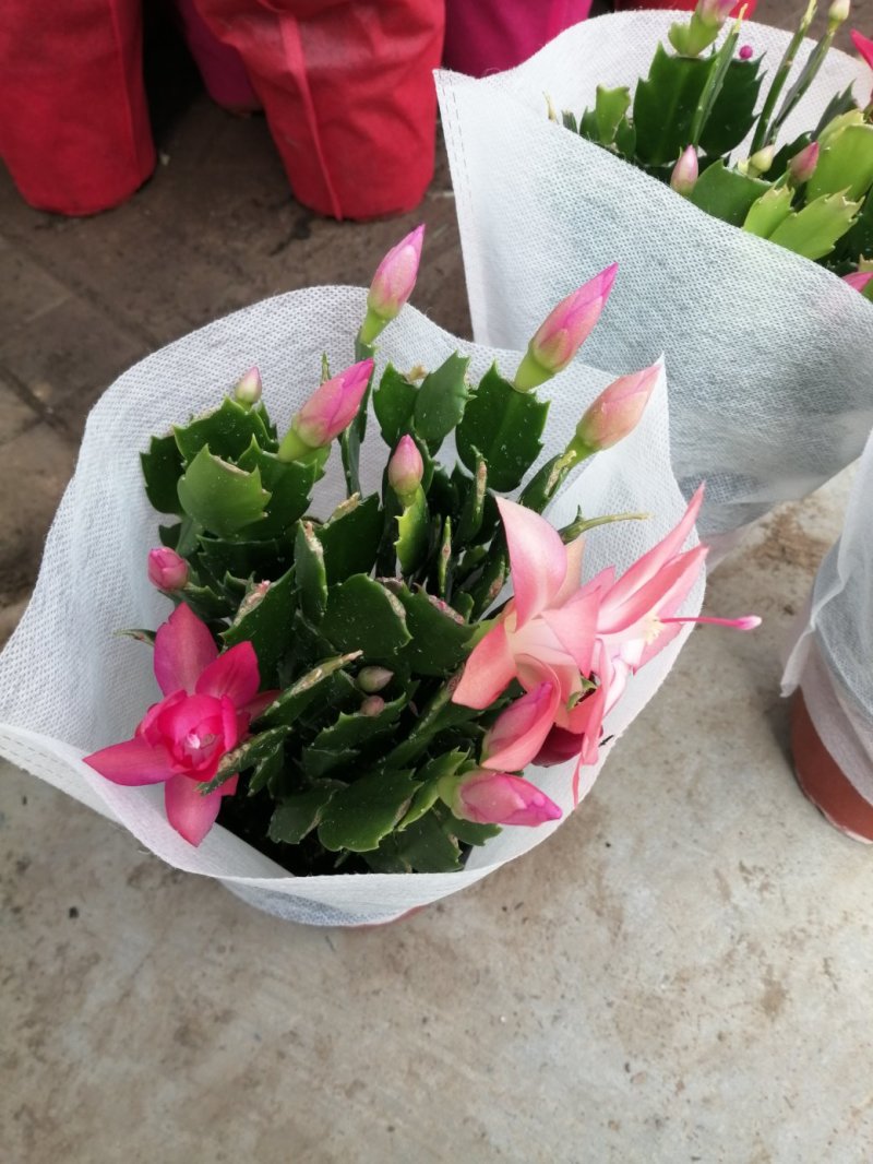 蟹爪兰/基地自产直发/品相优/颜色齐全/价格实惠