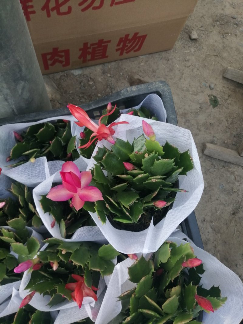 蟹爪兰/基地自产直发/品相优/颜色齐全/价格实惠