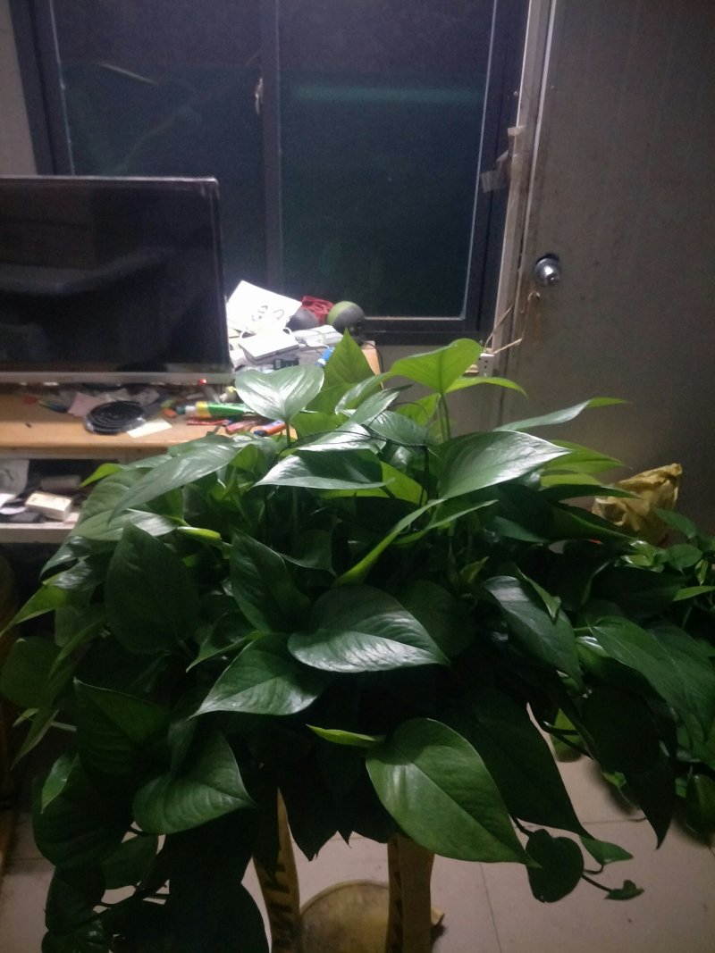 绿萝360#AAA级货短腾不包邮发物流