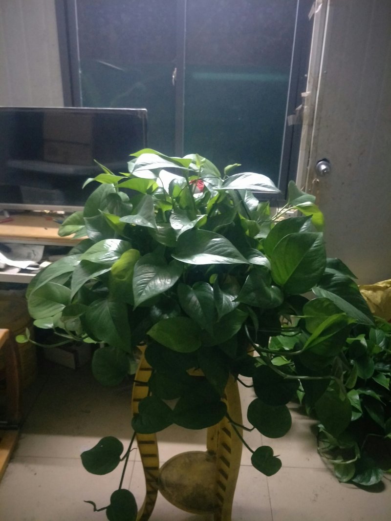 绿萝360#AAA级货短腾不包邮发物流