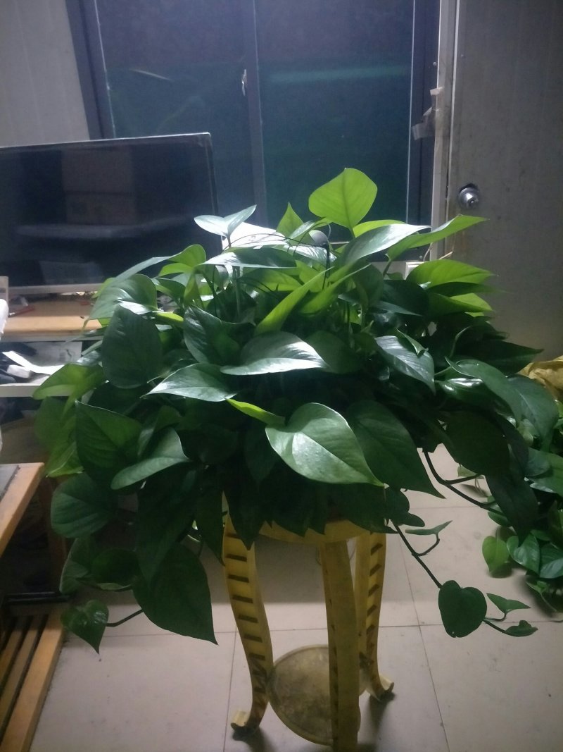 绿萝360#AAA级货短腾不包邮发物流