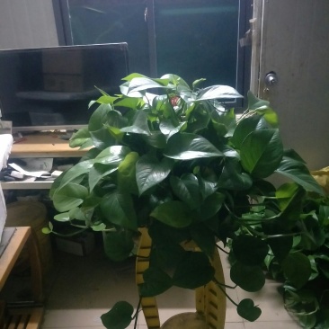 绿萝360#AAA级货短腾不包邮发物流