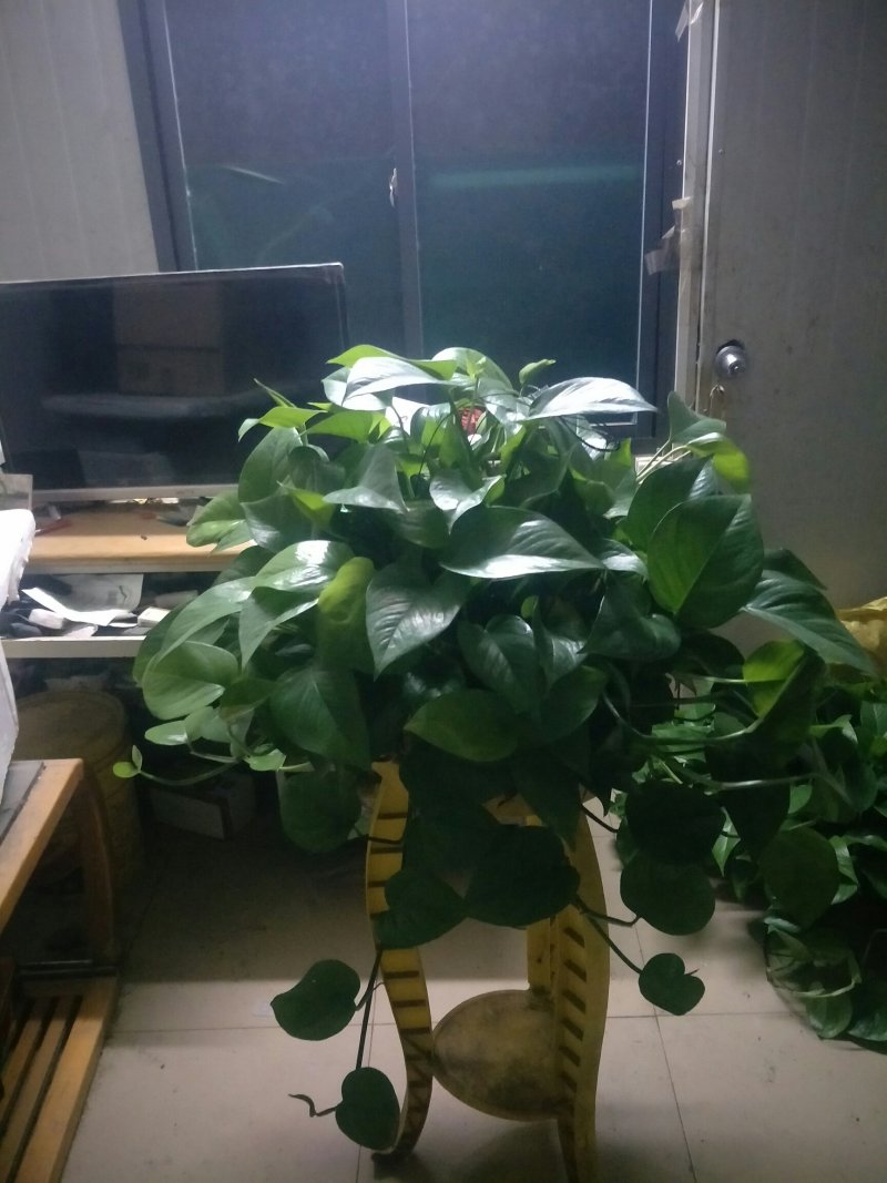 绿萝360#AAA级货短腾不包邮发物流