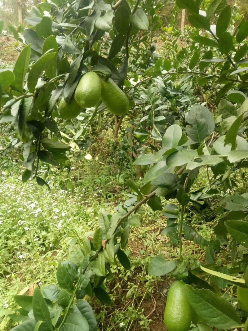 香水柠檬嫁接苗无籽柠檬苗带土带叶发货正品包邮