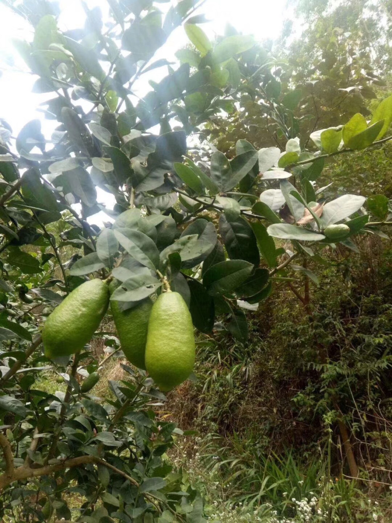 香水柠檬嫁接苗无籽柠檬苗带土带叶发货正品包邮