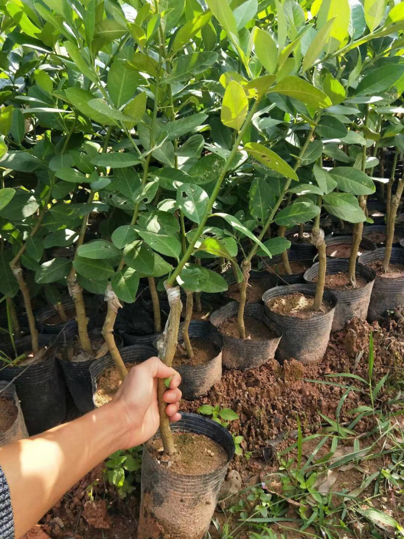 香水柠檬嫁接苗无籽柠檬苗带土带叶发货正品包邮