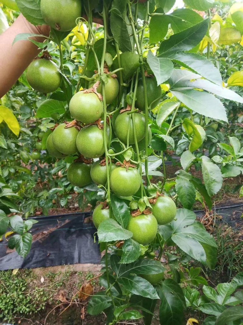 黄金百香果苗正品嫁接苗，扦插苗当年种植当年结果