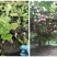 猕猴桃苗奇异果树苗爬藤植物果树苗嫁接苗庭院盆栽地栽杯苗广