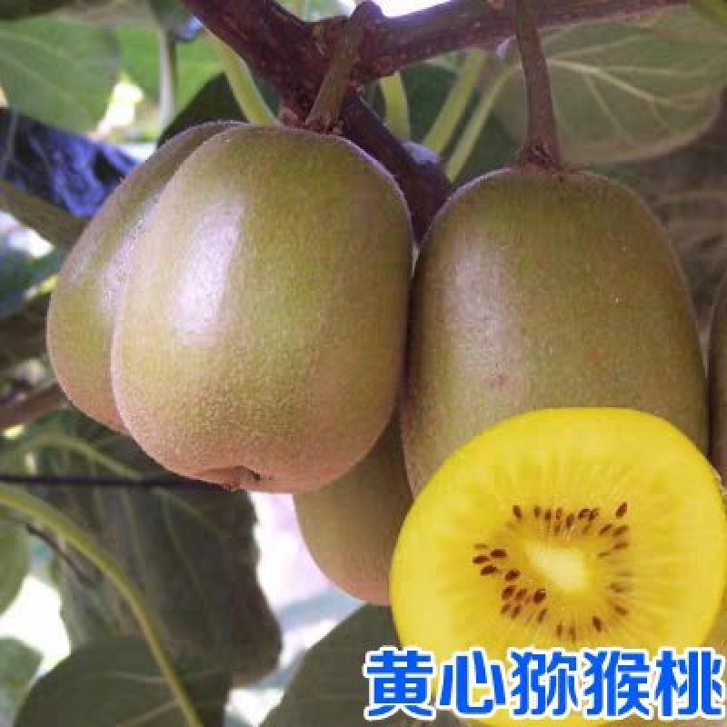 猕猴桃苗奇异果树苗爬藤植物果树苗嫁接苗庭院盆栽地栽杯苗广
