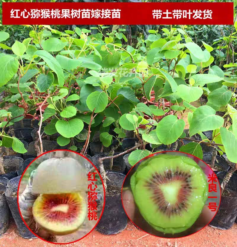 猕猴桃苗奇异果树苗爬藤植物果树苗嫁接苗庭院盆栽地栽杯苗广