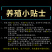 甲鱼苗小甲鱼苗