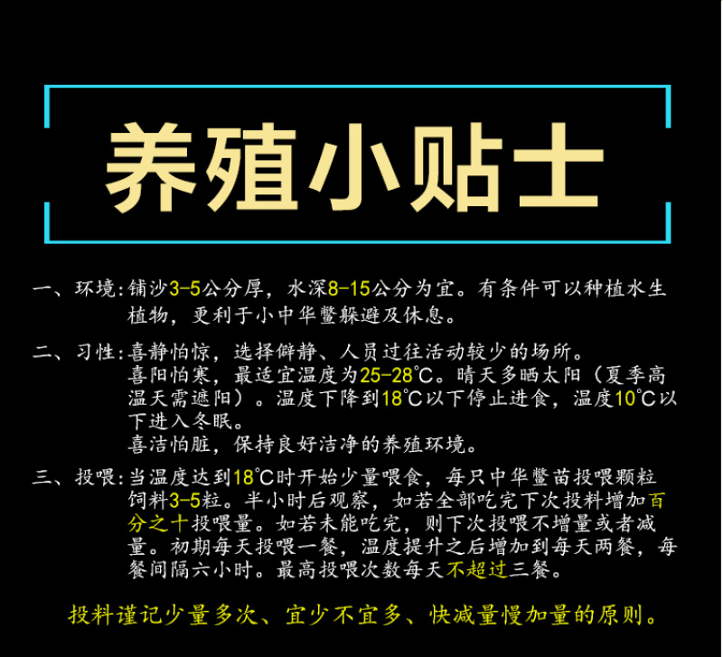甲鱼苗小甲鱼苗