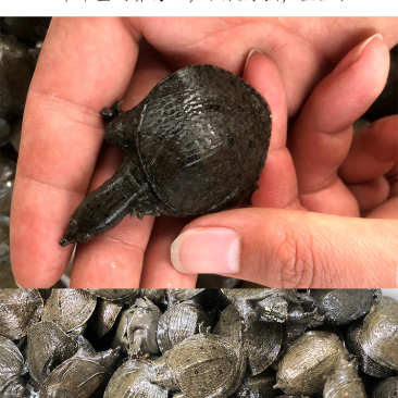 甲鱼苗小甲鱼苗