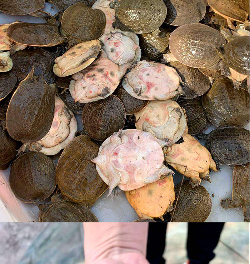 甲鱼苗小甲鱼苗