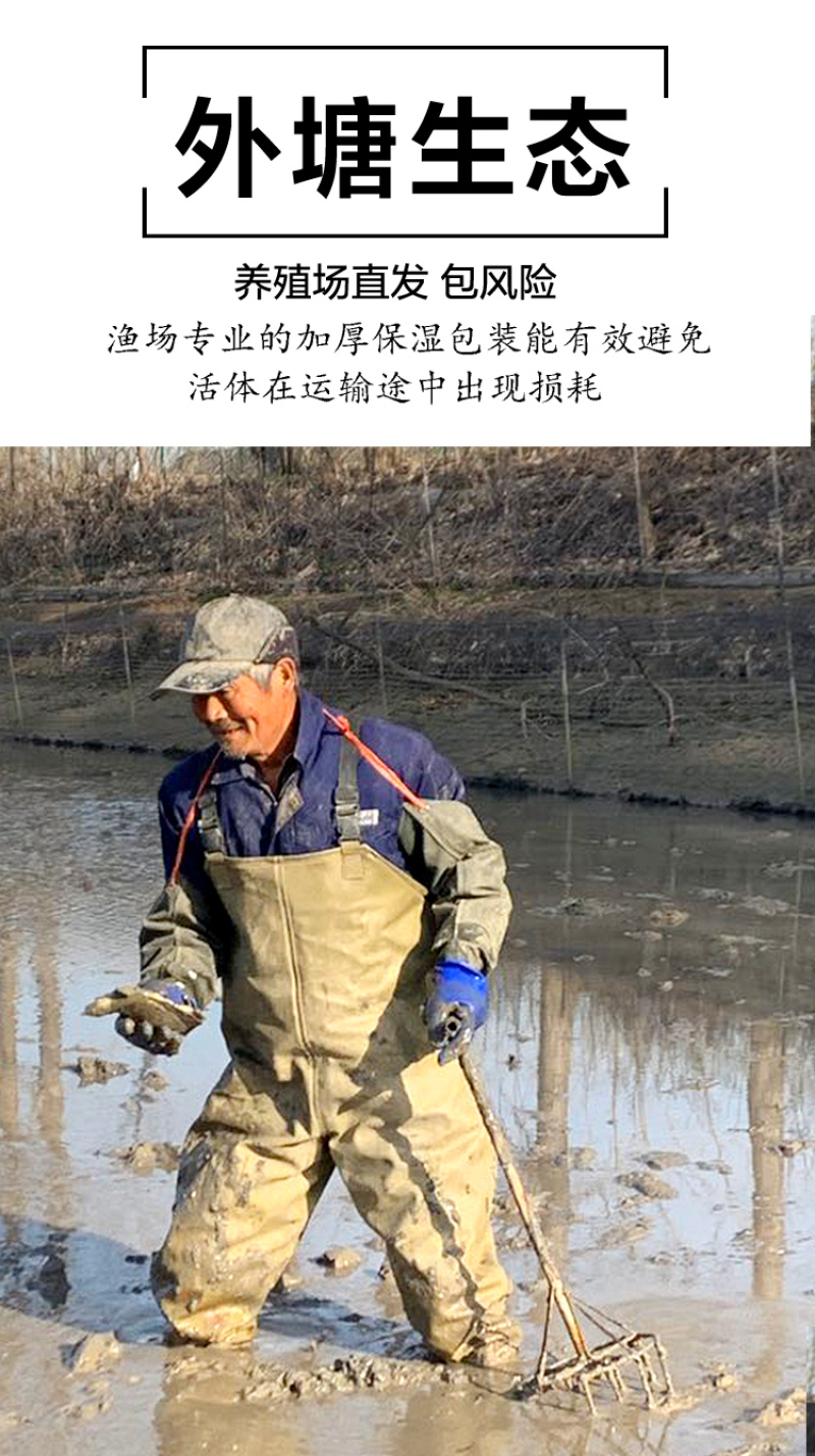 甲鱼苗小甲鱼苗