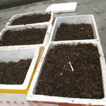 重楼，重楼快茎，需要种植重楼的可以订购了