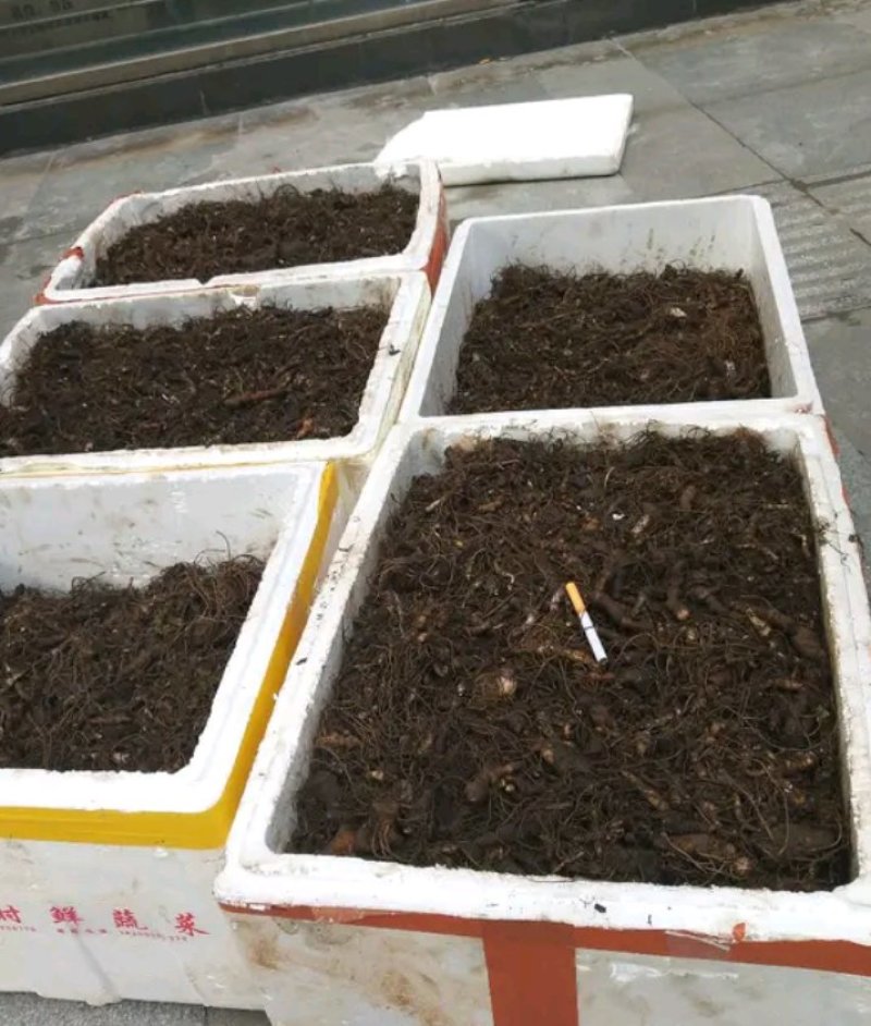 重楼，重楼快茎，需要种植重楼的可以订购了