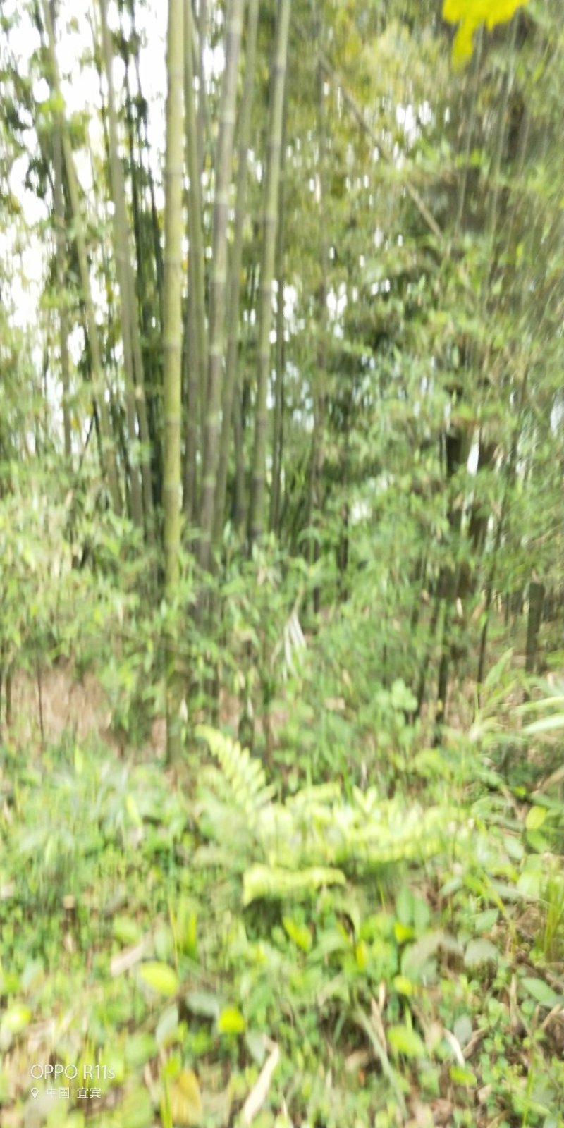 黑湘妃竹又名黑斑竹大量有货一手货源，价格实惠