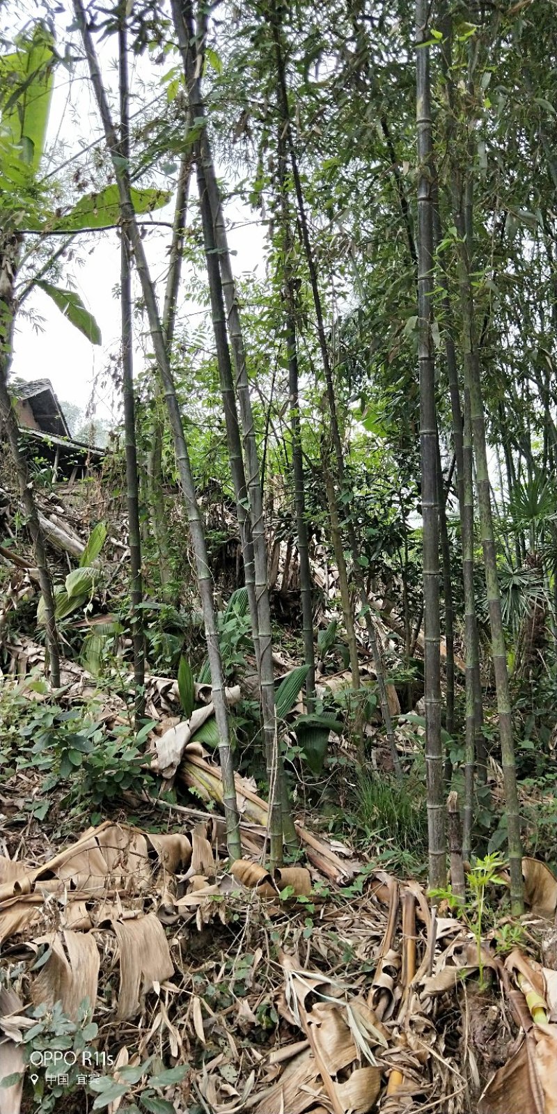 黑湘妃竹又名黑斑竹大量有货一手货源，价格实惠