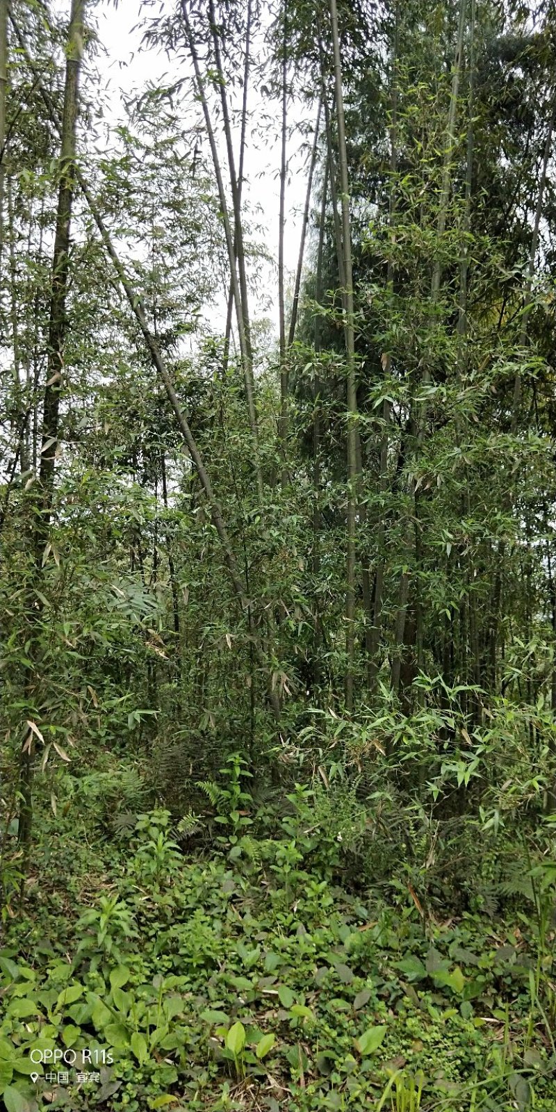 黑湘妃竹又名黑斑竹大量有货一手货源，价格实惠