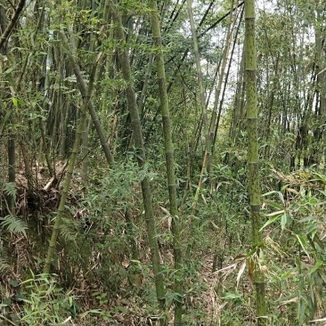 黑湘妃竹又名黑斑竹大量有货一手货源，价格实惠