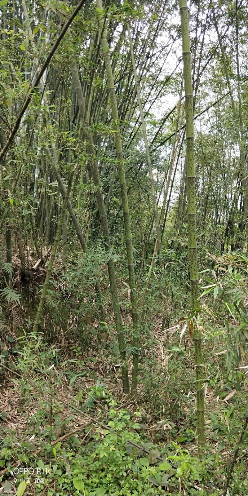 黑湘妃竹又名黑斑竹大量有货一手货源，价格实惠