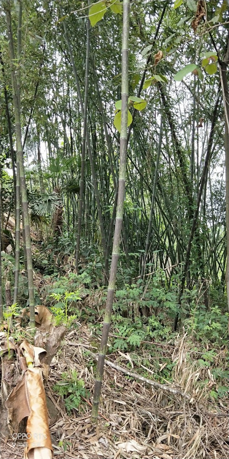 黑湘妃竹又名黑斑竹大量有货一手货源，价格实惠