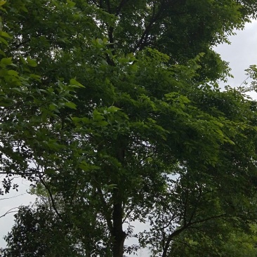 大量朴树出售，各类规格均有，树型优美价格实惠