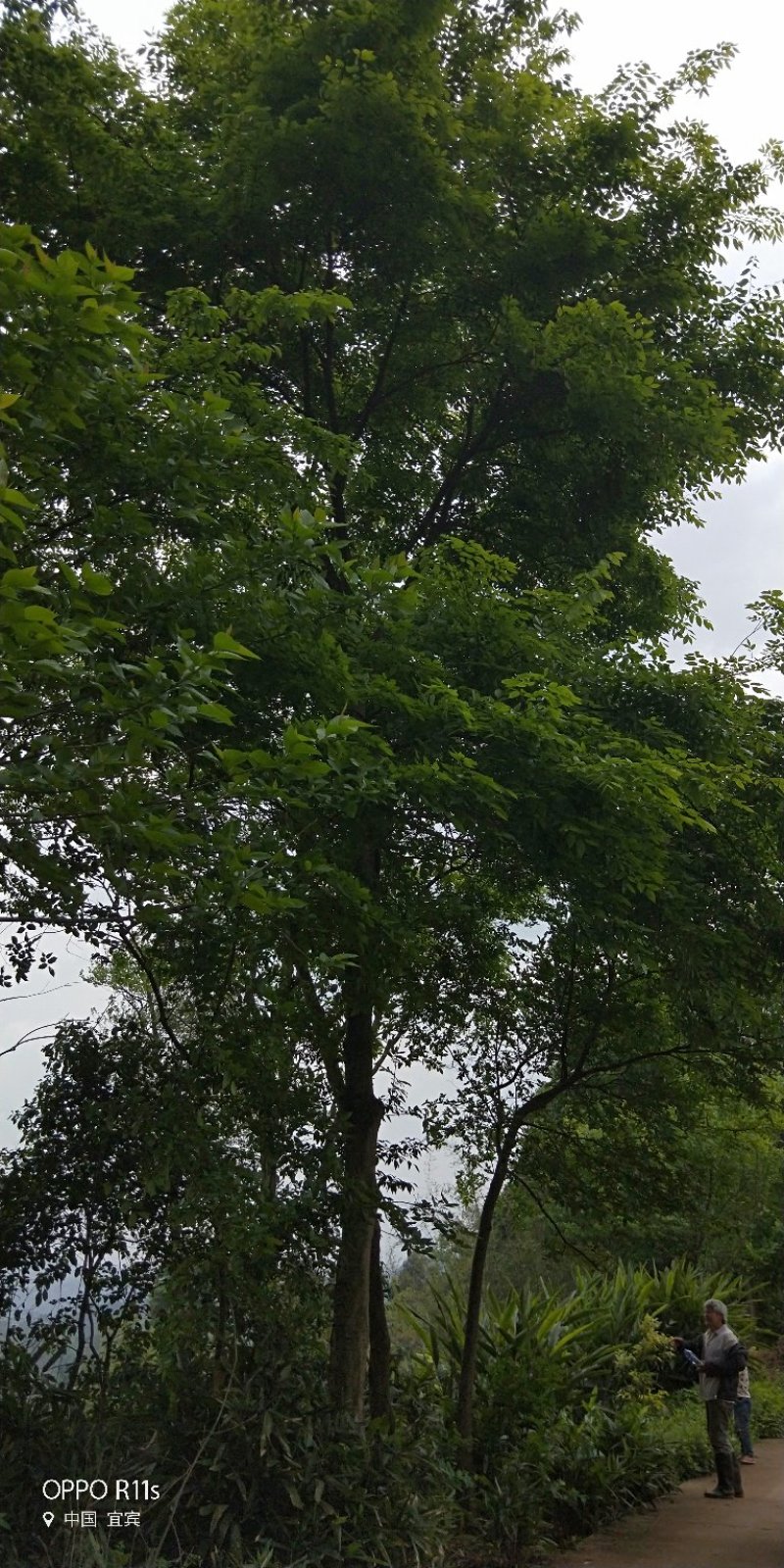 大量朴树出售，各类规格均有，树型优美价格实惠